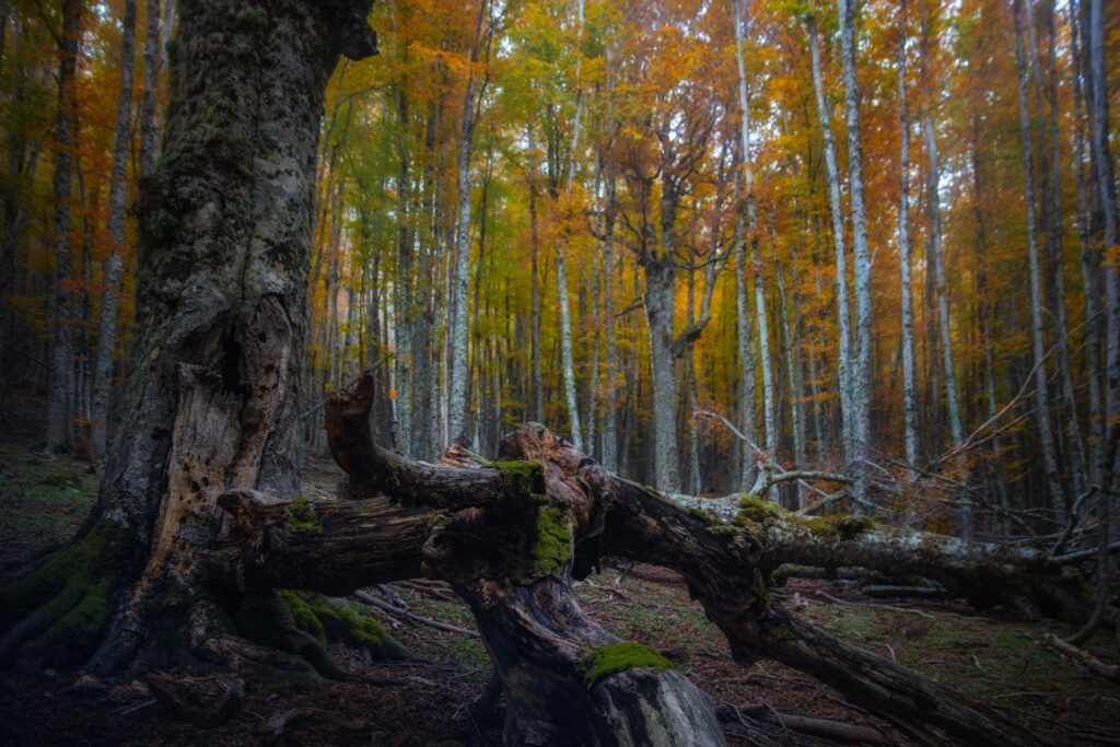 Foto di Francesco Lemma