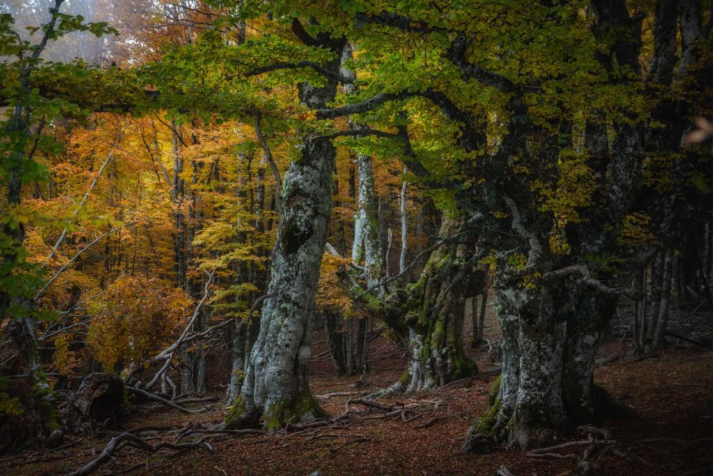 Foto di Francesco Lemma