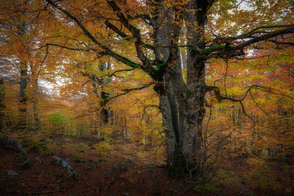 Foto di Francesco Lemma