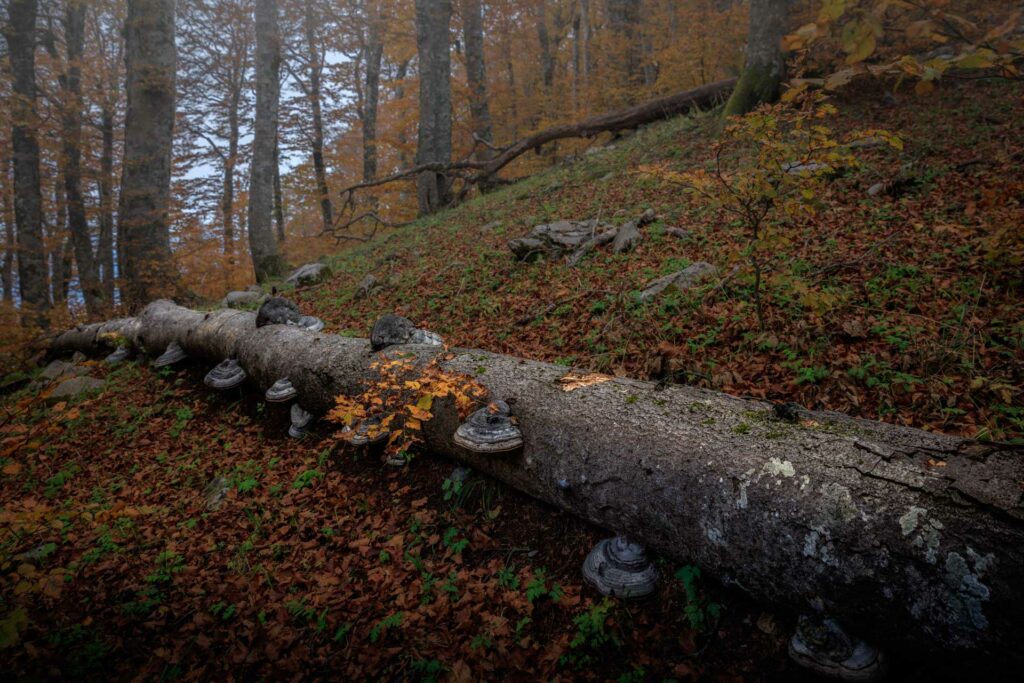 Foto di Francesco Lemma