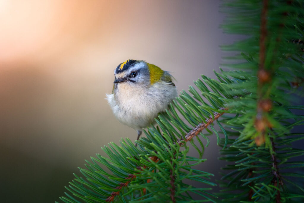 Il Fiorrancino, il più piccolo tra gli uccelli italiani - Foto di Francesco Lemma