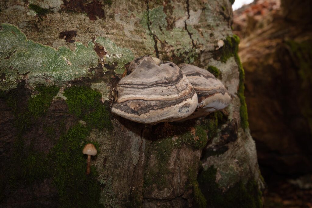 Fomes fomentarius su un tronco di faggio - Foto di Francesco Lemma