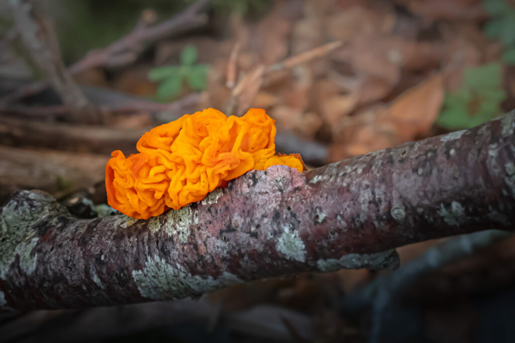 Tremella mesenterica, fungo dal colore appariscente - Foto di Francesco Lemma