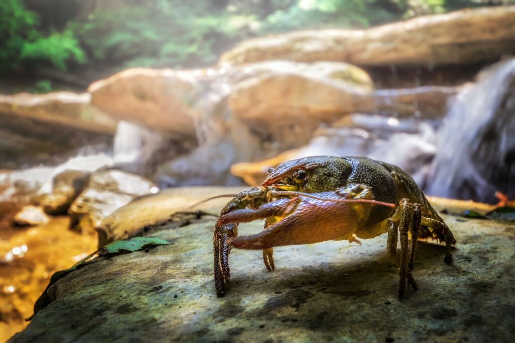 Pollino-biodiversita-Gambero-di-fiume-MG_3572-Francesco-Lemma.jpg