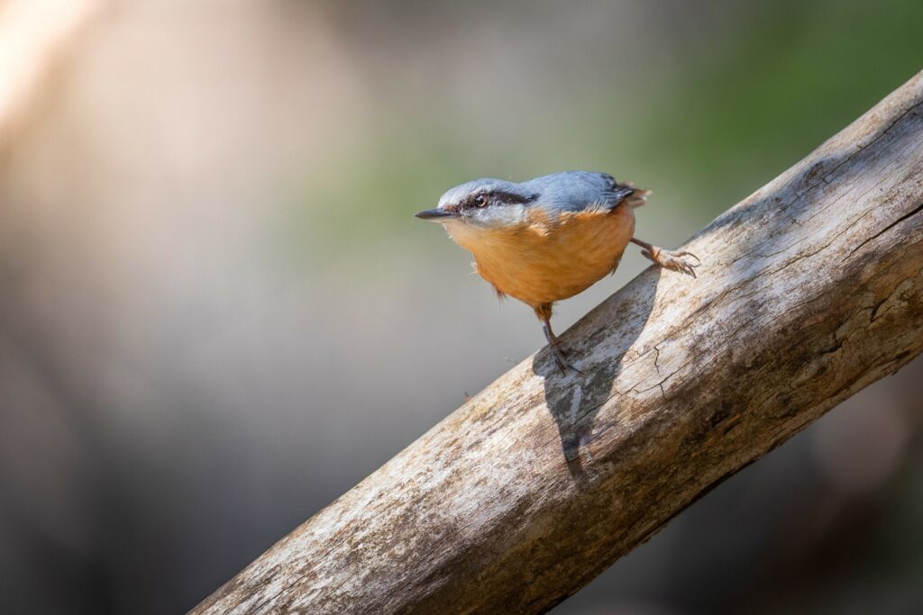 Pollino-biodiversita-Picchio-muratore-IMG_8172-Francesco-Lemma.jpg