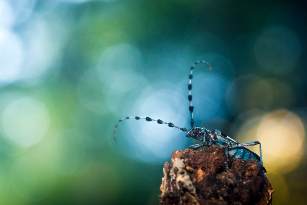 rosalia alpina, lamaRosalia alpina o cerambice del faggio - Foto di Francesco Lemma