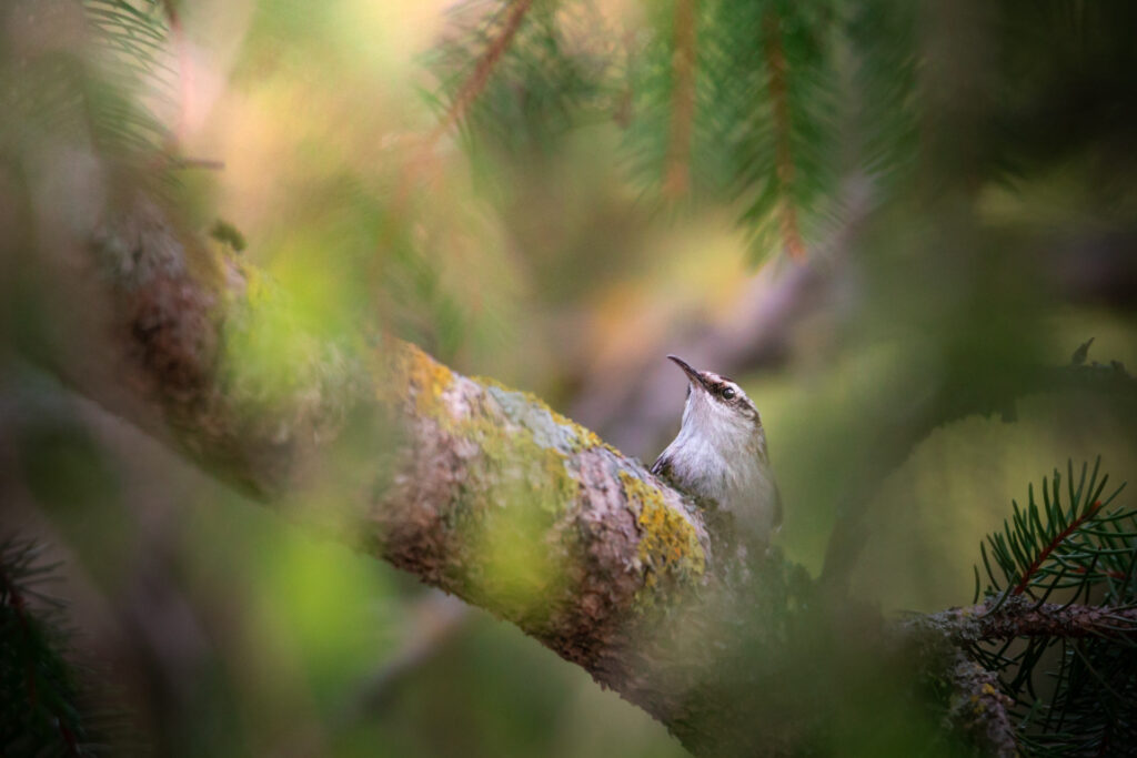 Rampichino alpestre, piccolo uccello delle foreste mature - Foto di Francesco Lemma