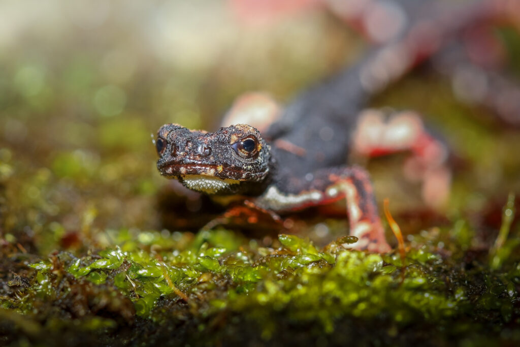 Salamandrina degli occhiali - Foto di Francesco Lemma