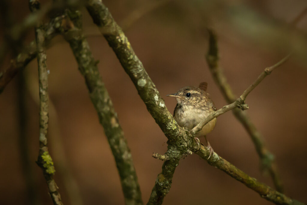 Lo scricciolo, uno dei più piccoli uccelli europei - Foto di Francesco Lemma
