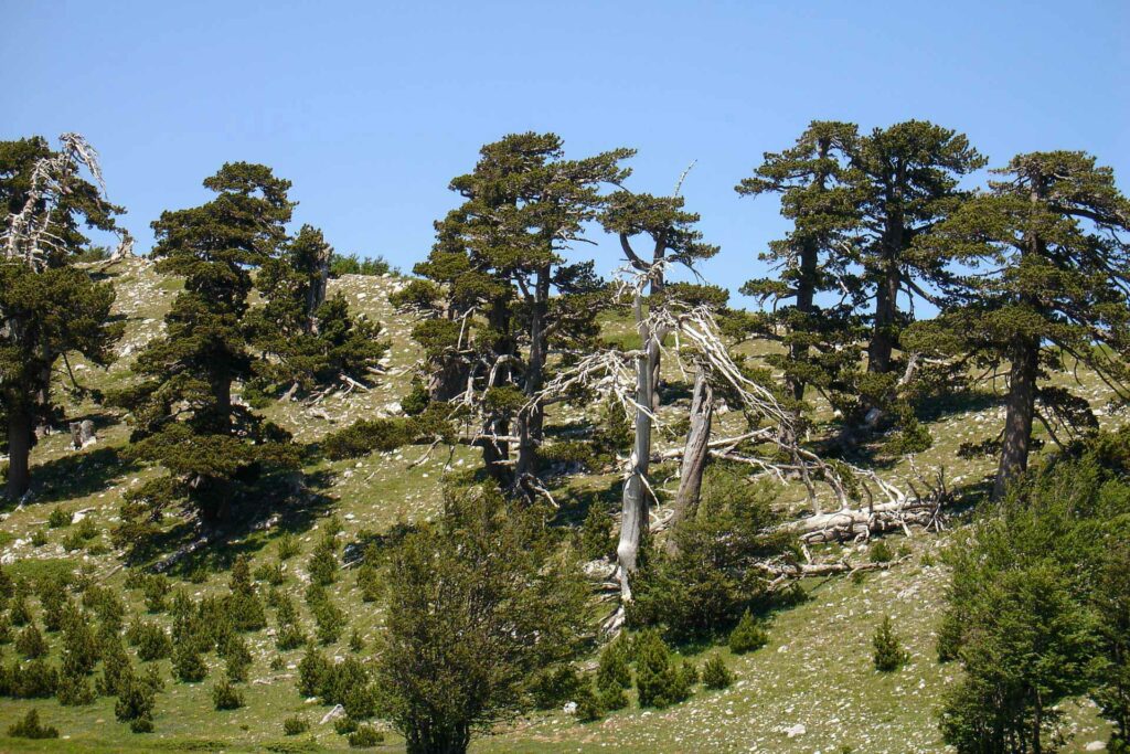 Pini Loricati sulla Serra delle Ciavole  - Foto di Giuseppe De Vivo