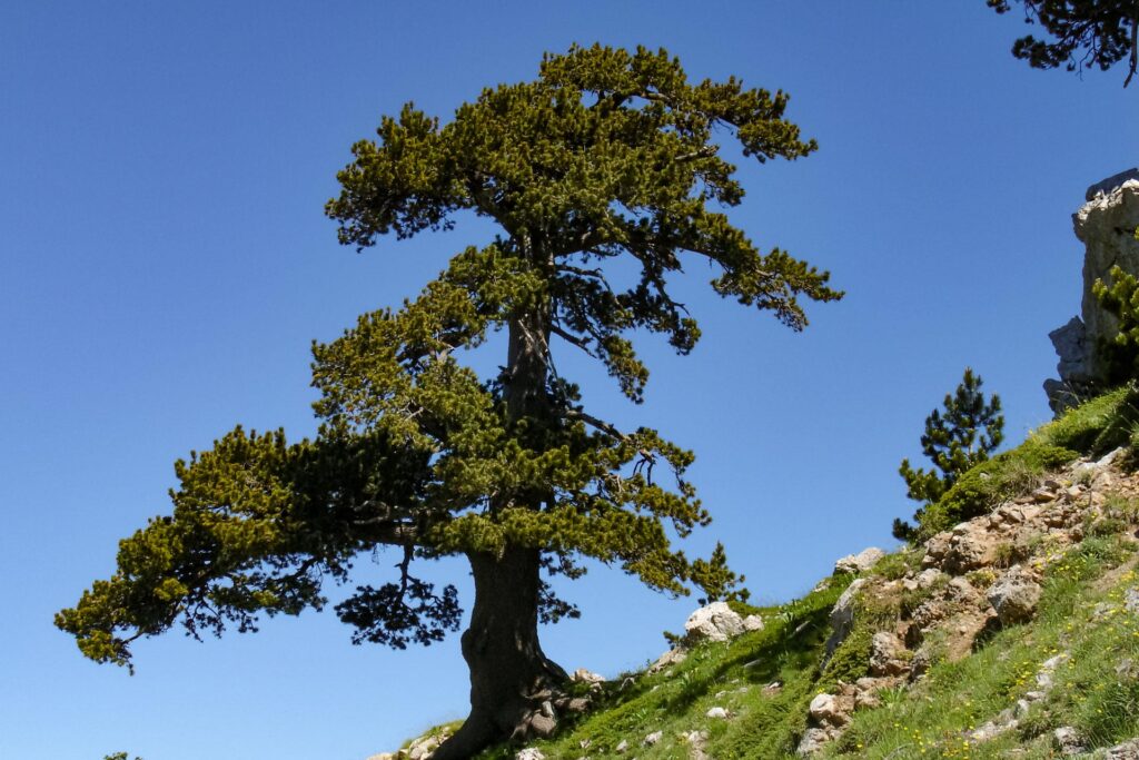 Pini Loricati sulla Serra di Crispo  - Foto di Giuseppe De Vivo