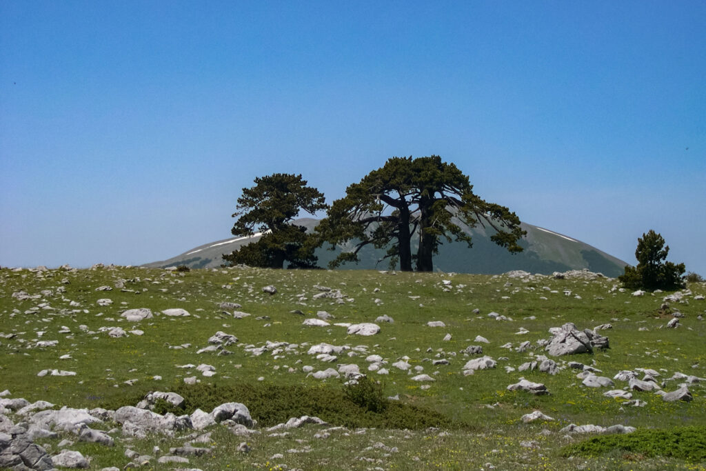 Pini loricati custodi di Serra del Prete  - Foto di Giuseppe De Vivo