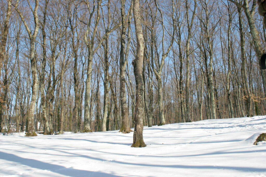 Paesaggio invernale