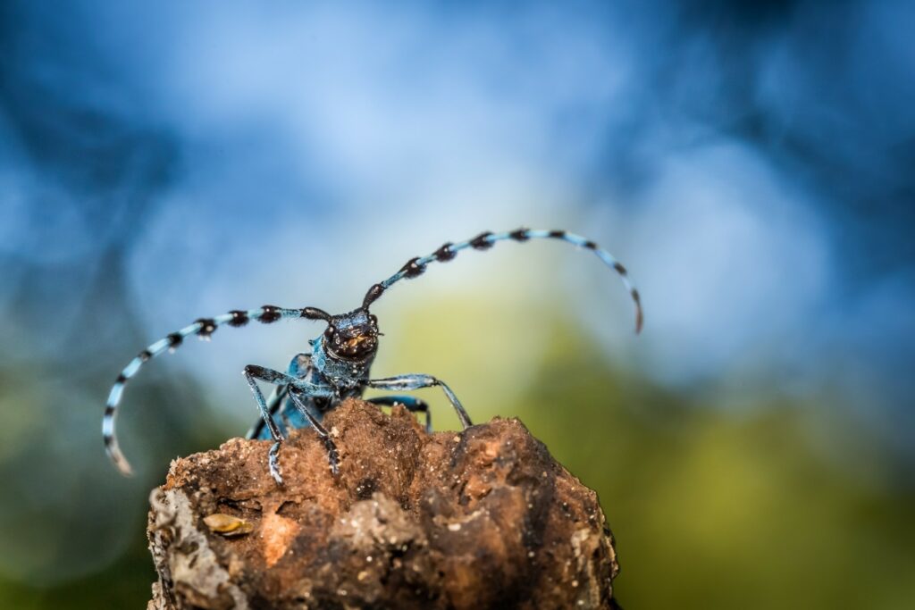 Raschio-biodiversita-Rosalia-_MG_7550-Francesco-Lemma.jpg