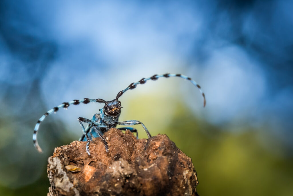 Rosalia alpina o cerambice del faggio - Foto di Francesco Lemma