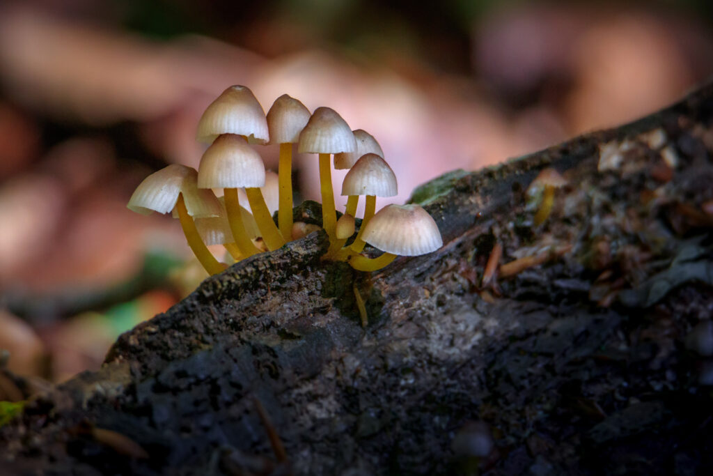 Funghi su legno morto - Foto di Francesco Lemma