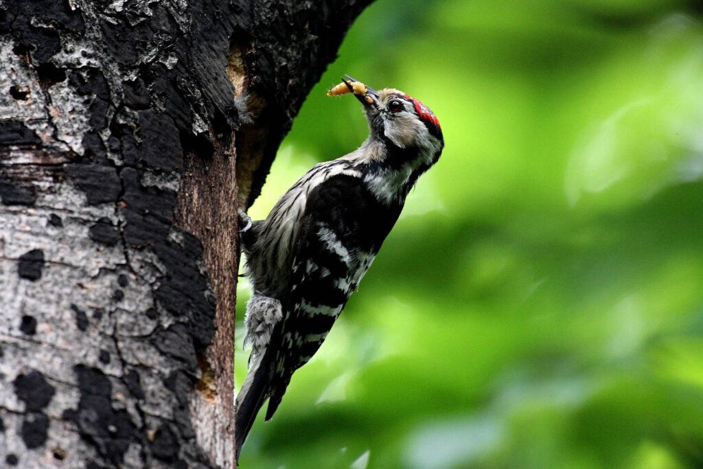 Raschio-biodiversita-picchio-rosso-minore.jpg