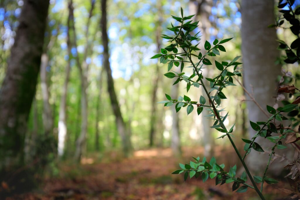 Raschio-biodiversita-pungitopo-_C7A7609-Francesco-Lemma.jpg