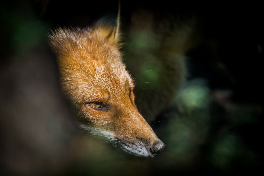 Raschio-biodiversita-volpe-_MG_9190-Francesco-Lemma.jpg